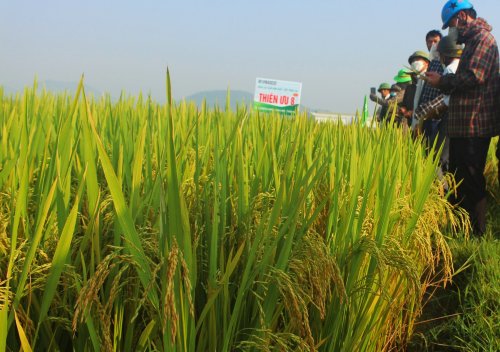 2. Giống lúa thuần Thiên ưu 8 thế hệ mới trên đồng đất Hoằng Sơn..jpg