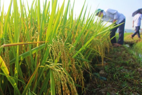 3. Giống lúa lai 3 dòng Thụy Hương 308 trên đồng đất Hoằng Trinh..jpg